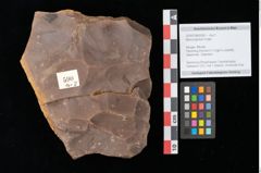 Foto (Objekt + Etikett) von Myrica lignitum Unger (NHMW-GEO-2024-0188-0590)